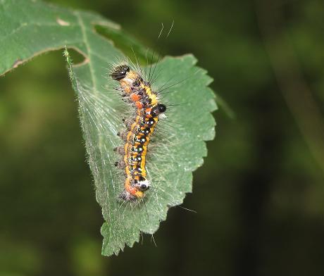 Bruco da ID - Acronicta (Triaena) tridens